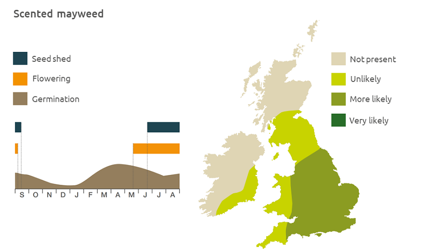 Scented mayweed life cycle and UK distribution